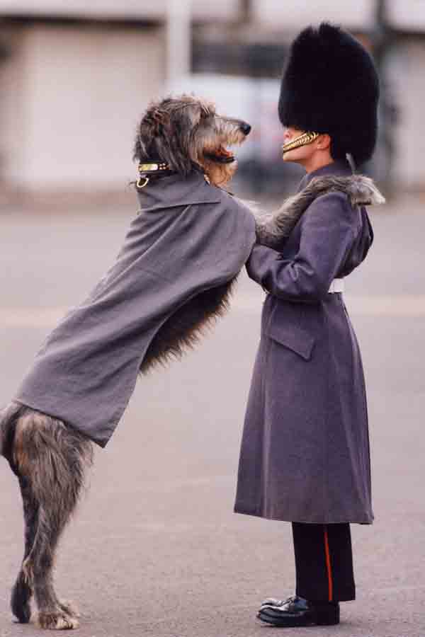 DogandSoldier.jpg