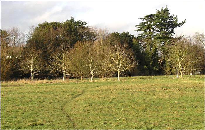 MoreWalnuttrees.jpg