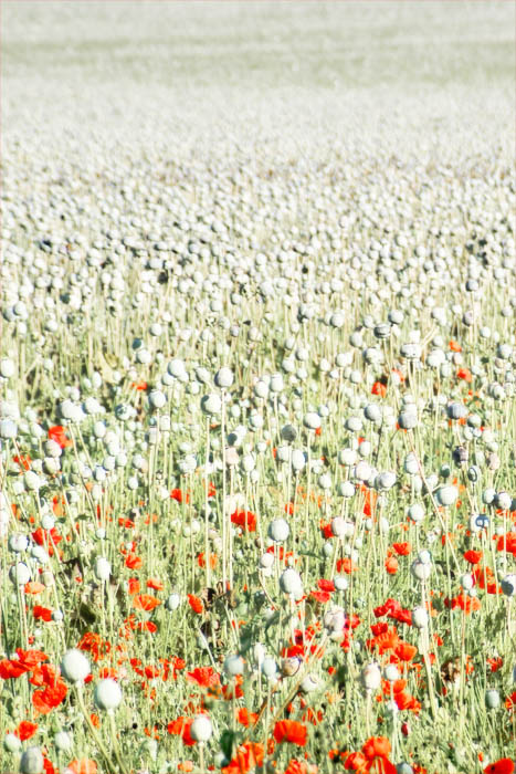 Poppies Poppies