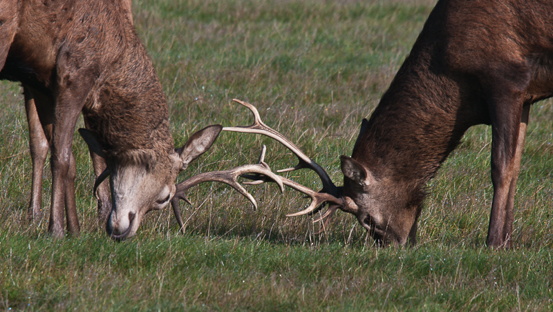 The Rut ?