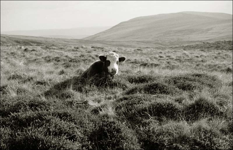 CowaboveCwmDuBreconBeacons.jpg