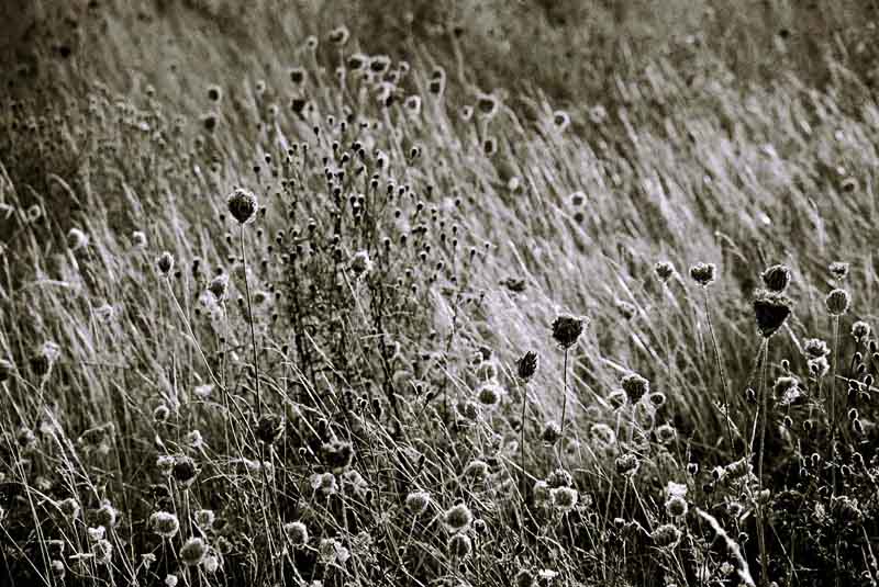 grass2.jpg