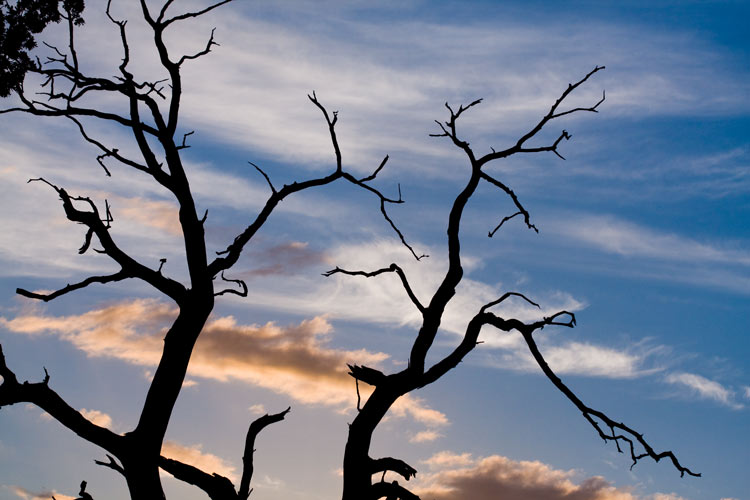 Silhouette dead tree branches sunset