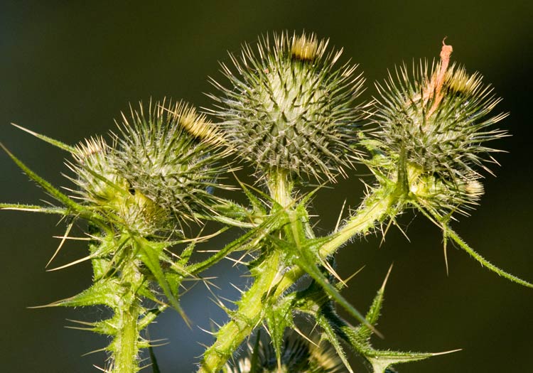 Thistle