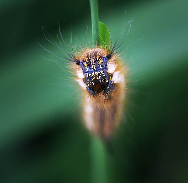Portrait Of A Furry Friend - Dave Mundy