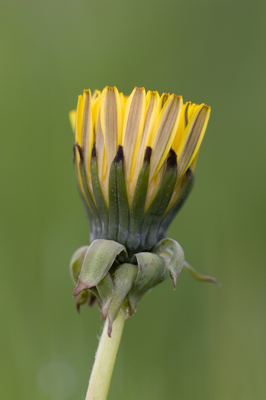 Another Yellow Flower - Steve Mundy Another Yellow Flower - Steve Mundy
