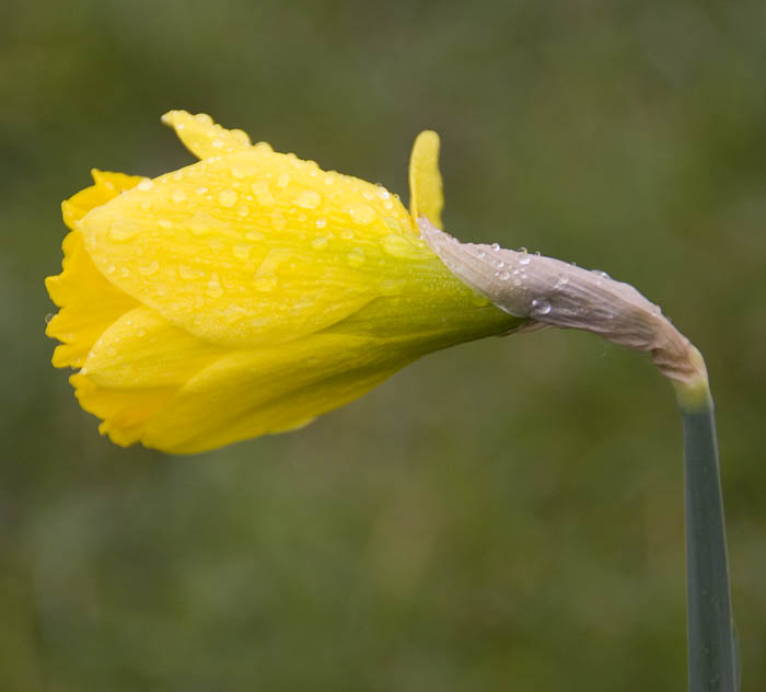 Daffodil by Ed Doughty.