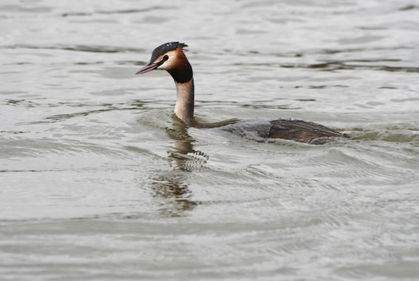 grebe.jpg