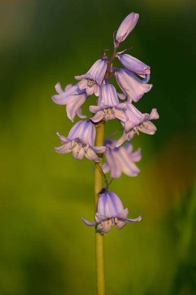 Cliveden1_1104.JPG