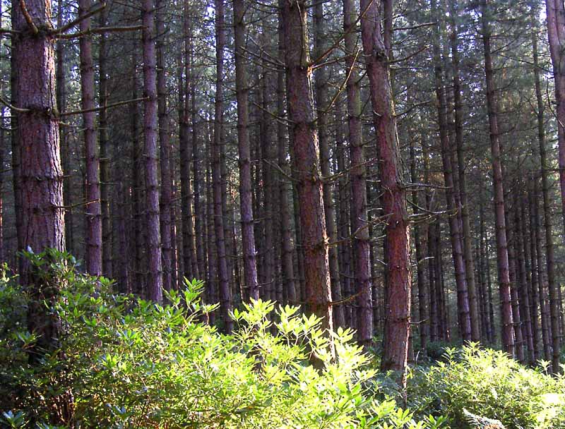 TreesonStonorEstae.jpg