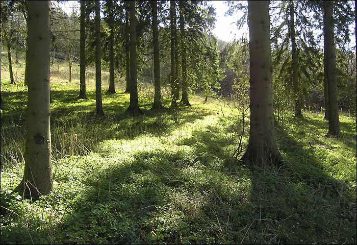 LonghillHangingWood.jpg