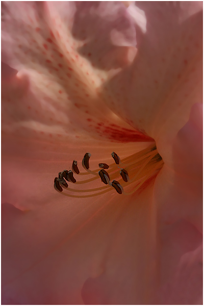 Pretty In Pink - Dave Mundy