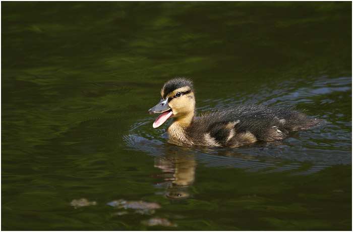 Cute - Dave Mundy