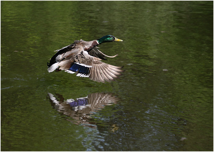 Flying Duck - Dave Mundy