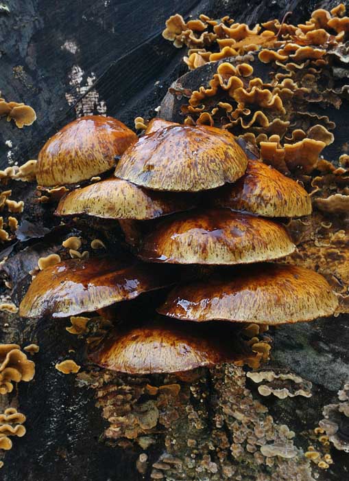 Fungi By Dave Mundy