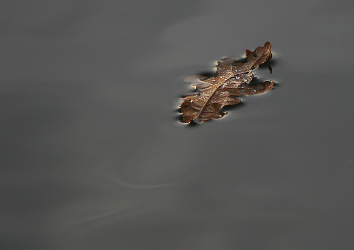 Lonely Leaf No 11098 By Dave Mundy