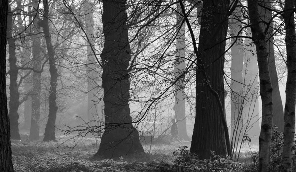 Walking In The Woods By June Lancaster Walking In The Woods By June Lancaster