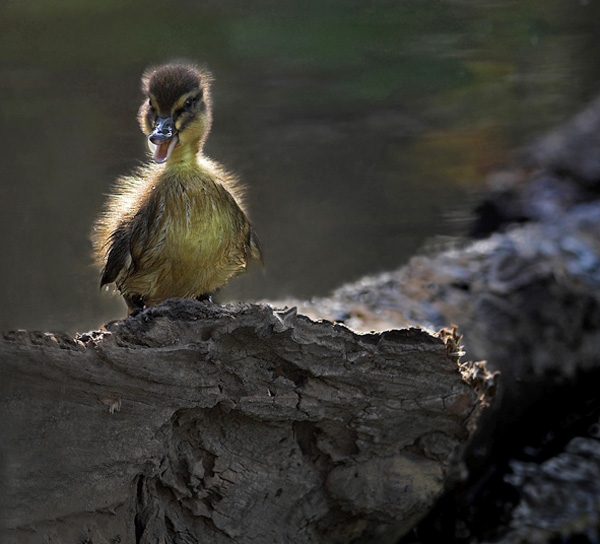 Duckling With Attitude By Dave Mundy Duckling With Attitude By Dave Mundy