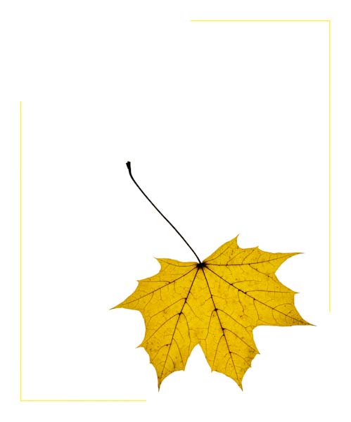AutumnLeaf.jpg
