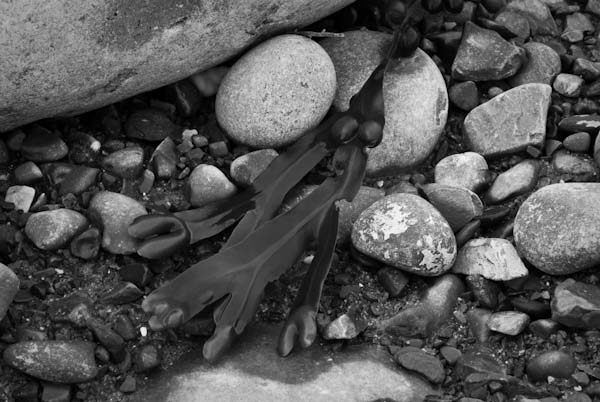 BWSeaweed.jpg
