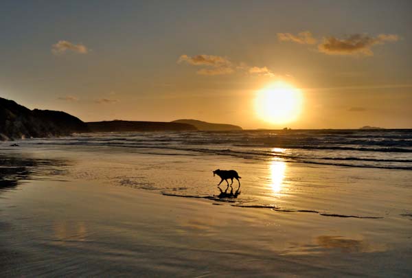 EveningWalkies.jpg