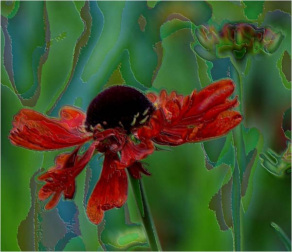 Helenium.jpg