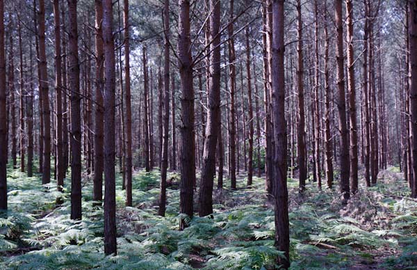LookoutTrees2.jpg