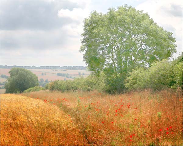 Poppypath.jpg