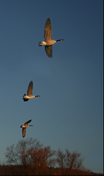 Three Geese In Flight