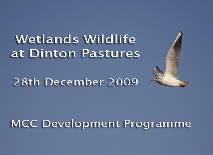 Wetlands Wildlife