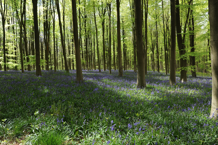 Bluebells
