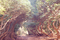Woods