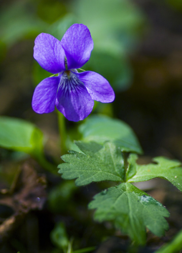 Common Dog-violet (Viola riviniana) Joe H.