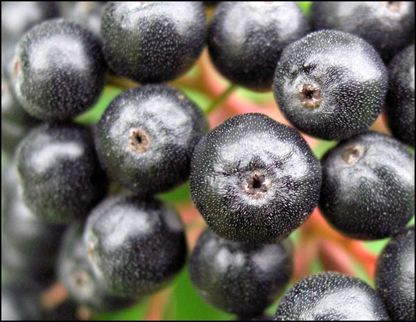 Berries3.jpg