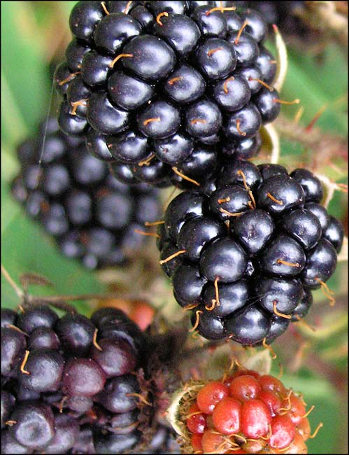 Blackberries.jpg