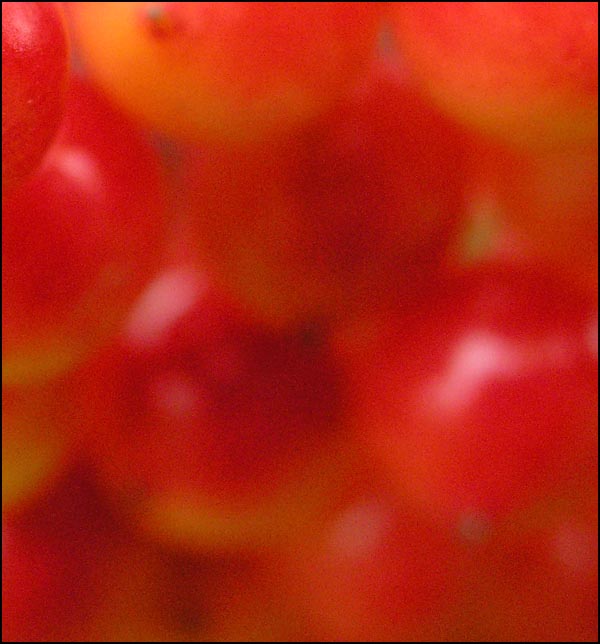 berries1.jpg