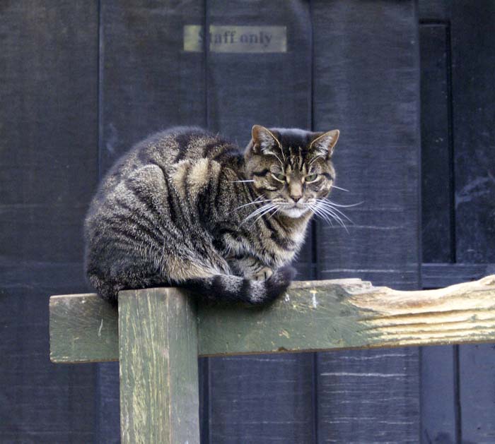 A cat.