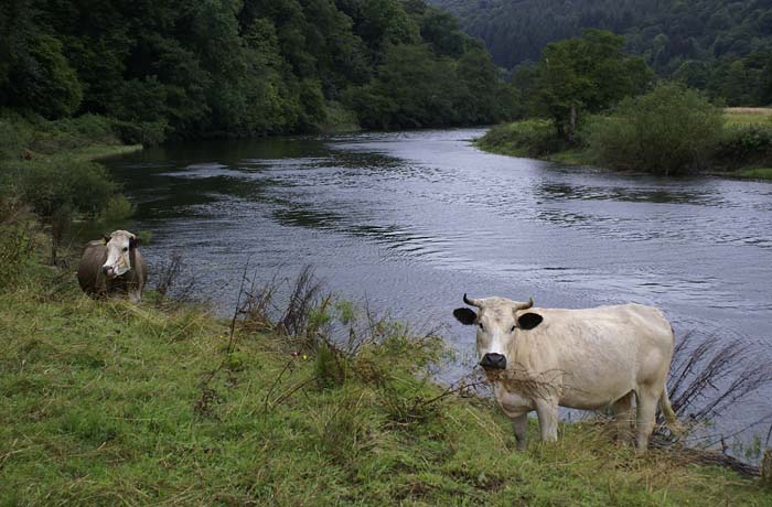 Cows at the Wye, opposite Llandogo