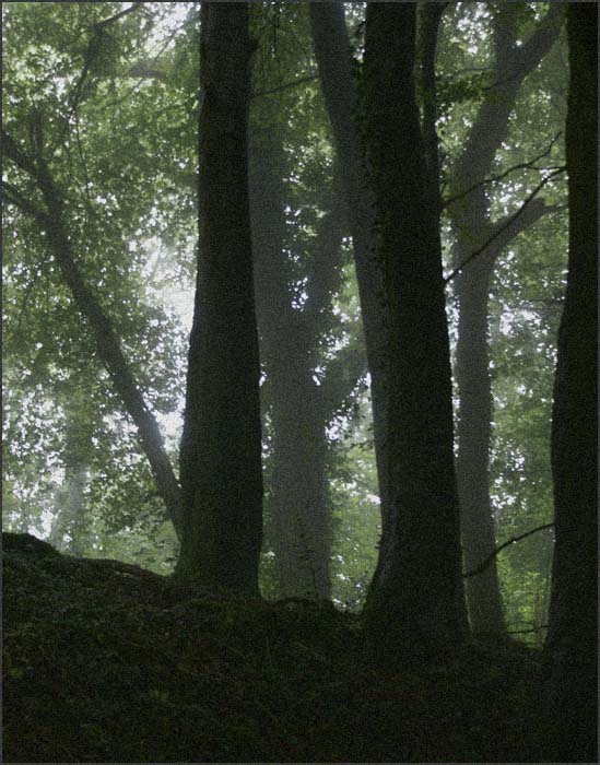 Woods near the Devil's Pulpit