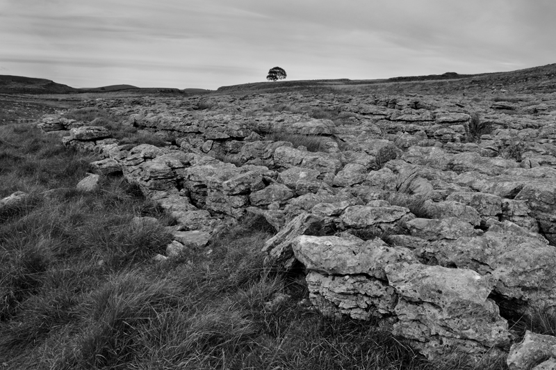 Lone Tree