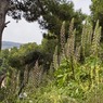 BearsBreechAcanthusmollis.jpg