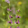 BeeOrchid2Ophrysapifera.jpg