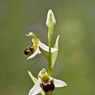 BeeOrchid3Ophrysapifera.jpg