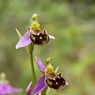 BeeOrchidOphrysapifera.jpg