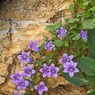 Campanulareiseri.jpg