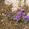 Campanulareiseri2.jpg