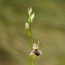 HornedOrchid2Ophrysscolopaxsubsp.cornuta.jpg