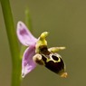 HornedOrchidOphrysscolopaxsubsp.cornuta.jpg
