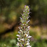 Acanthus_mollis_1a_Joe_H.jpg