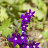 Alkanna_lehmanii_1a_Joe_H.jpg